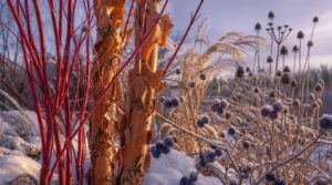 using bark, stems, berries, and seed heads using bark, stems, berries, and seed heads