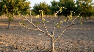 weak growth and sparse canopies weak growth and sparse canopies