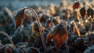why winter frost damages plants why winter frost damages plants