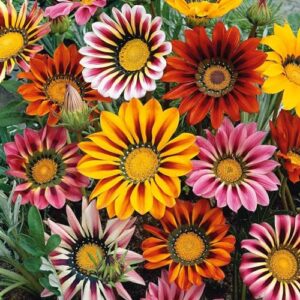 300 Gazania Seeds Mix Heat B0CRR6K28T