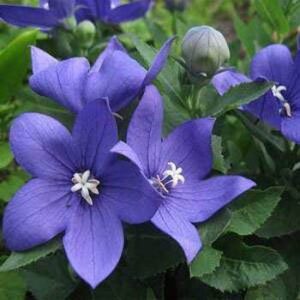 40+ Blue Platycodon Balloon Flower B00AI8R1ME