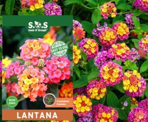 50 pcs Lantana Flower Seeds B0FW4TR4KG