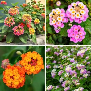 CarpetC 199+ Lantana Seeds for B0GPWMKWDN