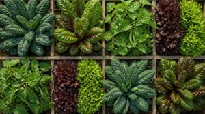 four plants per square four plants per square