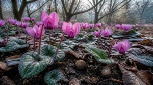hardy cyclamen hardy cyclamen