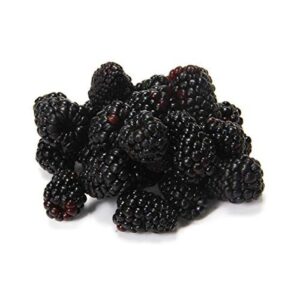 Organic Blackberries, 6 oz B00E3JM7UU