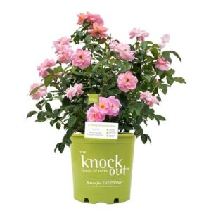 Perfect Plants Peachy Knock Out B0GMXS61S5