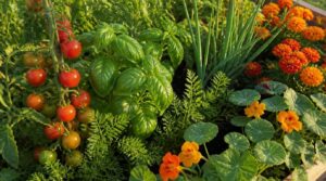 pick compatible plant pairings pick compatible plant pairings