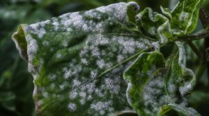powdery mildew signs powdery mildew signs