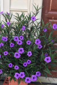 Purple Showers Ruellia Live Plants B0GKBFH27Z