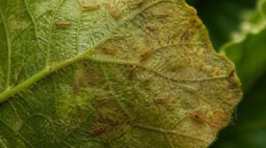 thrips and spider mites thrips and spider mites