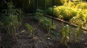 vegetables to avoid vegetables to avoid