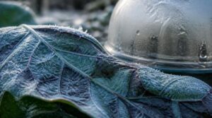 why frost damages garden plants why frost damages garden plants
