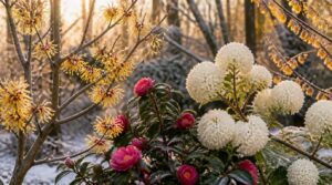 winter-blooming shrubs and trees winter-blooming shrubs and trees