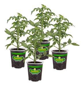 Bonnie Plants Red Beefsteak Tomato B08Z6WDY62