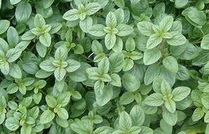 Clovers Garden Greek Oregano Plant–