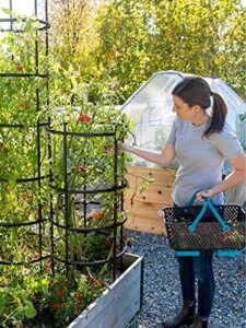 Gardeners Supply Company Titan Tomato B083C3Z8RD