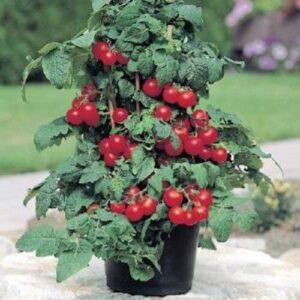 Patio Tomato 20 Seeds B0027F8BT8