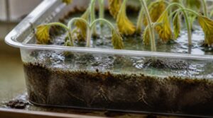 risks of trays without drainage risks of trays without drainage