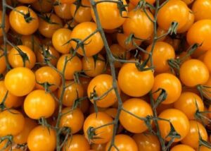 Sun Gold Cherry Tomato Seeds B0GSYXKWG4