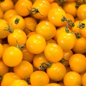 SUNSUGAR SUN SUGAR TOMATO SEED B00E5SADPU